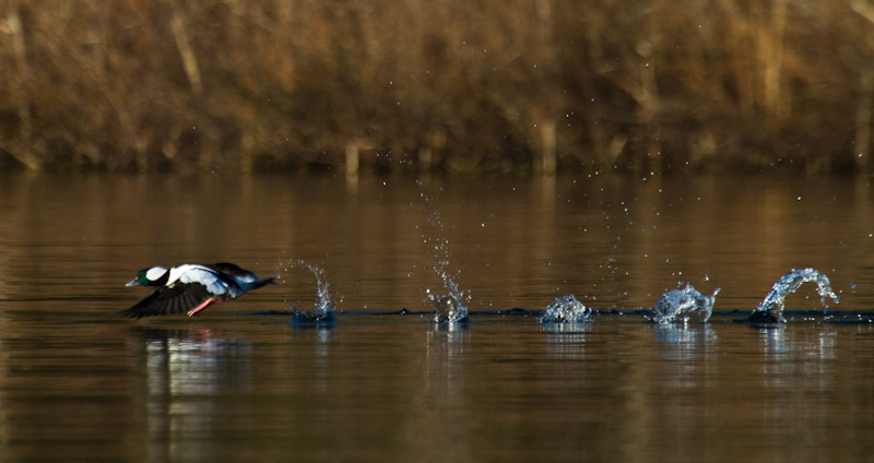 Bufflehead Taking Flight